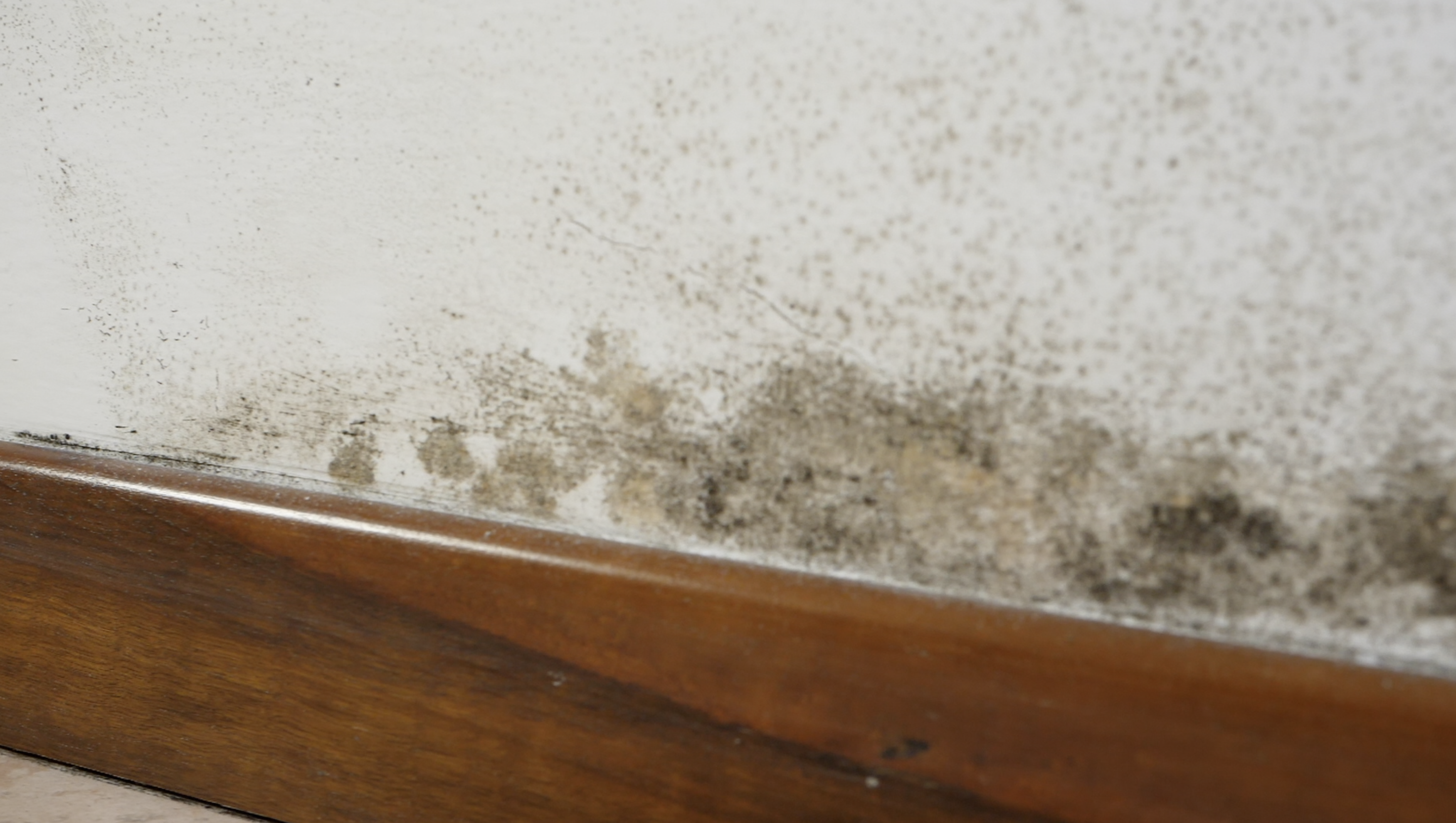 Was Schimmel eigentlich ist und warum er an den Wänden entsteht?